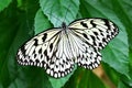 Butterfly paper kite Idea leuconoe Insect Royalty Free Stock Photo