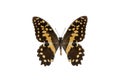 Butterfly papilio demodocus isolated