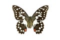 Butterfly Papilio Demoleus isolated