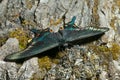 Butterfly (Papilio maackii f. raddei) 1