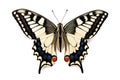 Butterfly Papilio machaon Royalty Free Stock Photo