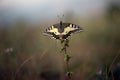 butterfly Papilio machaon on the flower before the dawn of the sun