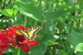 Butterfly Papilio Machaon On A Red Zinnia Flower In A Green Garden On A Summer Day