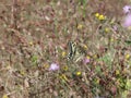 swallowtail contrast