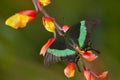 Butterfly Papilio palinurus,  sitting on the green leave in the nature habitat. Big butterfly in tropic forest, Indonesia, Asia. Royalty Free Stock Photo