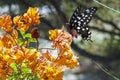 Butterfly-Papilio Pharmacophagus Antenor