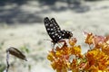 Butterfly-Papilio Pharmacophagus Antenor