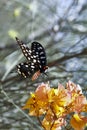 Butterfly-Papilio Pharmacophagus Antenor