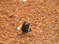 Butterfly from the Papilionidae family