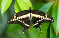 Butterfly Papillio cresphontes