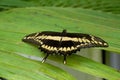 Butterfly Papillio cresphontes