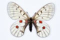 Butterfly, Parnassius bremeri, isolated on white