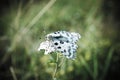 Butterfly Parnassius nomion