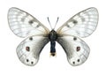 Butterfly Parnassius staudingeri illustris (female)