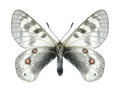 Butterfly Parnassius staudingeri illustris (male)