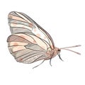 butterfly pastel colored in flight. Vector