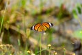 The butterfly pattern, orange colorful in time to fly, and the island of flowers. Royalty Free Stock Photo