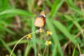 The butterfly pattern, orange colorful in time to fly, and the island of flowers. Royalty Free Stock Photo