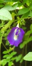 Butterfly pea Asian pigeonwing plant