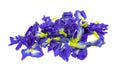 Butterfly Pea Asian pigeonwings