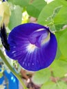the butterfly pea is blooming