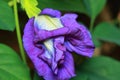 Butterfly Pea blossom on Green background, Flowers Royalty Free Stock Photo