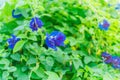 Butterfly Pea blossom on Green background, Flowers. Butterfly pea flower. Royalty Free Stock Photo
