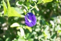 Butterfly Pea blossom on Green background, Flowers. Butterfly pea flower. Royalty Free Stock Photo