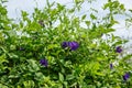 Butterfly Pea, Blue Pea, Asian pigeonwings, Clitoria Ternatea. Blue herbal tea