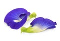 Butterfly pea, blue pea, or asian pigeonwings flower isolated on white background Royalty Free Stock Photo