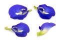 Butterfly pea, blue pea, or asian pigeonwings flower isolated on white background, Royalty Free Stock Photo