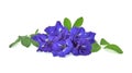 Butterfly pea, blue pea, or asian pigeonwings flower isolated on white background, tropical flower Royalty Free Stock Photo