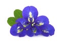 Butterfly pea, blue pea, or asian pigeonwings flower with leaf isolated on white Royalty Free Stock Photo