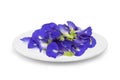 Butterfly pea, blue pea, or asian pigeonwings flower in the white plate isolated on white background Royalty Free Stock Photo