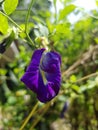 Butterfly Pea, Blue Pea, Clitoria Ternatea or Aparajita Flower Royalty Free Stock Photo