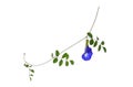Butterfly Pea,blue Pea,clitoria Ternatea Or Aparajita Flower