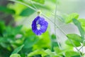 butterfly pea , blue pea flower or Clitoria ternatea L or PAPILIONACEAE Royalty Free Stock Photo