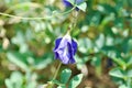 butterfly pea , blue pea flower or Clitoria ternatea L or PAPILIONACEAE Royalty Free Stock Photo