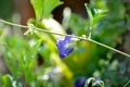 butterfly pea , blue pea flower or Clitoria ternatea L or PAPILIONACEAE Royalty Free Stock Photo