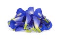 Butterfly pea, blue pea, or asian pigeonwings flower isolated on white background Royalty Free Stock Photo