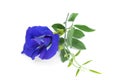 Butterfly pea, blue pea, or asian pigeonwings flower isolated on white background Royalty Free Stock Photo