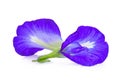 Butterfly Pea,blue Pea,clitoria Ternatea Or Aparajita Flower