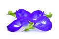 Butterfly pea,blue pea,clitoria ternatea or aparajita flower Royalty Free Stock Photo