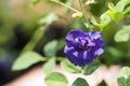 Butterfly pea, Blue pea, Clitoria ternatea blossoming