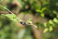 Butterfly pea, Blue pea, Clitoria ternatea blossoming