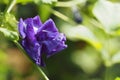 Butterfly pea, Blue pea, Clitoria ternatea blossoming