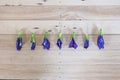 Butterfly pea, Blue pea dried flower (Clitoria ternatea L) on wood table Royalty Free Stock Photo