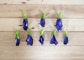 Butterfly pea, Blue pea dried flower (Clitoria ternatea L) on wood table Royalty Free Stock Photo