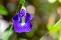 Butterfly pea blue pea flower