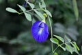 Butterfly pea , blue pea flower or Clitoria ternatea L or PAPILIONACEAE Royalty Free Stock Photo